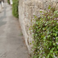 Ivy-leaved Toadflax